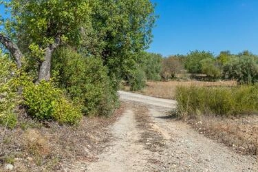 4 Bedroom Land For Sale in Santa Catarina da Fonte do Bispo