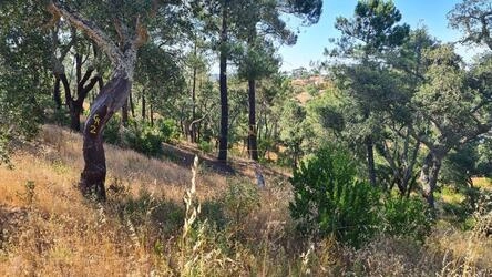 Land For Sale in São Brás de Alportel