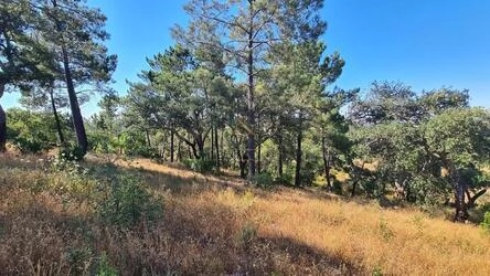Land à vendre à São Brás de Alportel