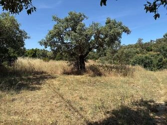 Land à venda em Salir