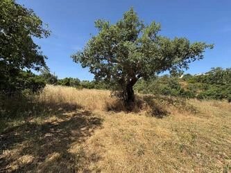 Land à venda em Salir