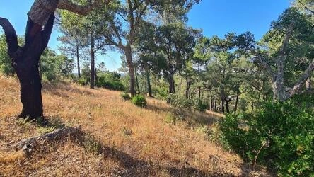 Land à venda em São Brás de Alportel